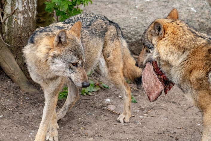 Ulve i København Zoo Fotograf Jens Bach ulve